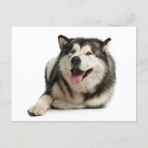 Alaskan Malamute Puppy Dog Postcard