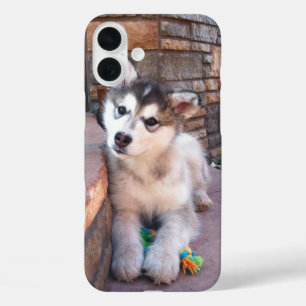 Alaskan Malamute Puppy Head Tilt Photograph iPhone 16 Plus Case