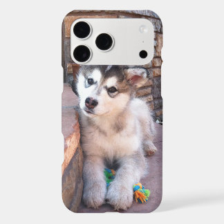 Alaskan Malamute Puppy Head Tilt Photograph iPhone 17 Pro Max Case