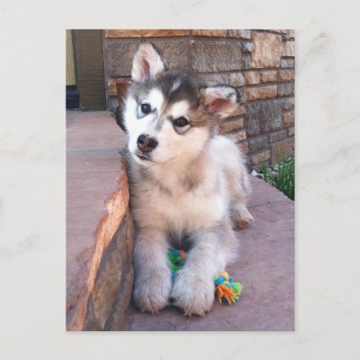 Alaskan Malamute Puppy Head Tilt Photograph Postcard | Zazzle