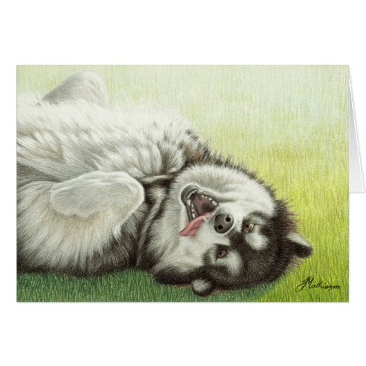 Alaskan Malamute rolling (Front Horizontal)