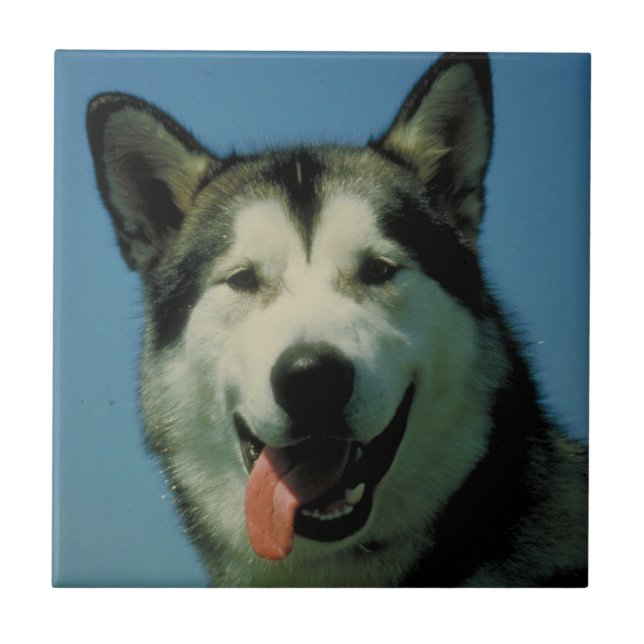 Alaskan Malamute Tile (Front)