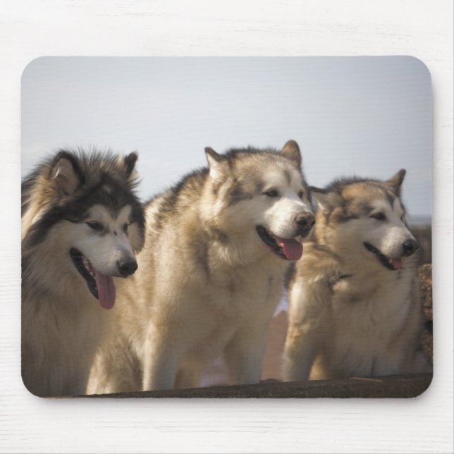 Alaskan Malamutes Mouse mats. Pad (Front)