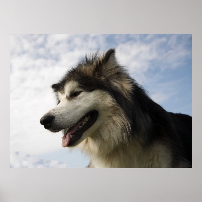Alaskan Malamutes Poster (Front)