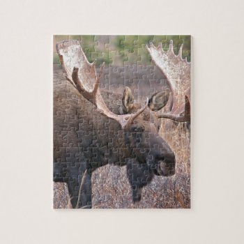 Alaskan Moose Jigsaw Puzzle by ErinsCreations at Zazzle