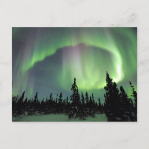 Alaskan Nights Postcard