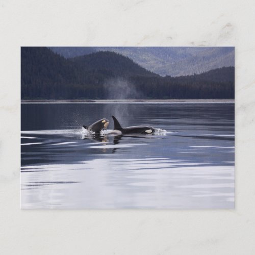 Alaskan Orcas Swimming Killer Whales Alaska Postcard