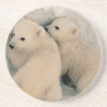 Alaskan Polar Bear Cubs Coaster at Zazzle