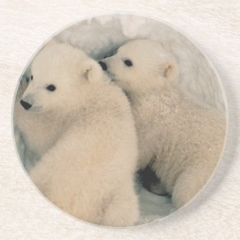 Alaskan Polar Bear Cubs Coaster by ErinsCreations at Zazzle