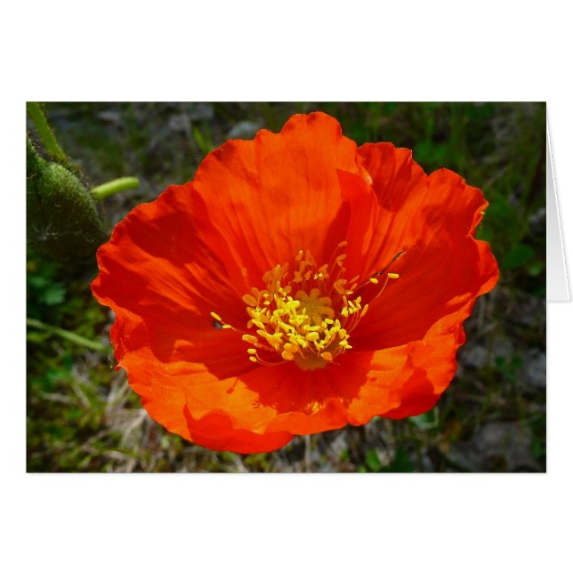 Alaskan Red Poppy Colorful Flower (Front Horizontal)