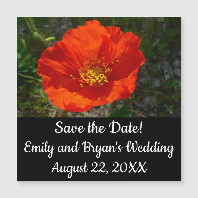 Alaskan Red Poppy Colorful Flower (Front)