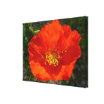 Alaskan Red Poppy Colorful Flower Canvas Print