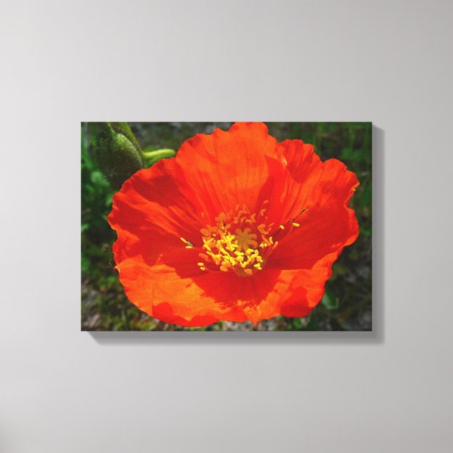 Alaskan Red Poppy Colorful Flower Canvas Print (Front)