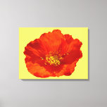 Alaskan Red Poppy Colorful Flower Canvas Print