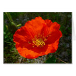 Alaskan Red Poppy Colorful Flower Card