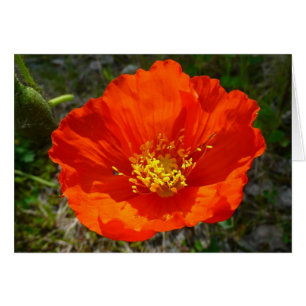Alaskan Red Poppy Colorful Flower Cards