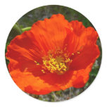 Alaskan Red Poppy Colorful Flower Classic Round Sticker