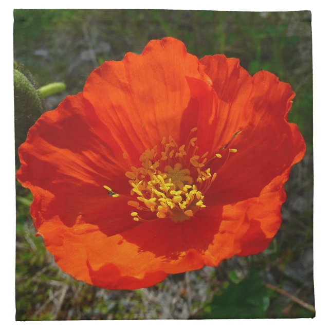Alaskan Red Poppy Colorful Flower Cloth Napkin (Front)