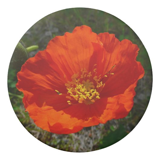 Alaskan Red Poppy Colorful Flower Eraser (Back)
