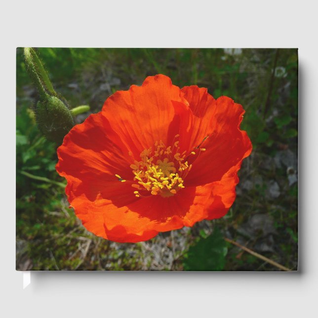 Alaskan Red Poppy Colorful Flower Guest Book (Front)