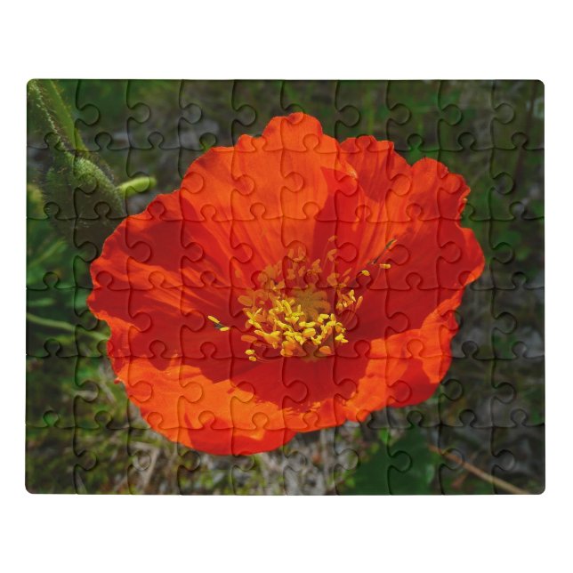 Alaskan Red Poppy Colorful Flower Jigsaw Puzzle (Puzzle Horizontal)