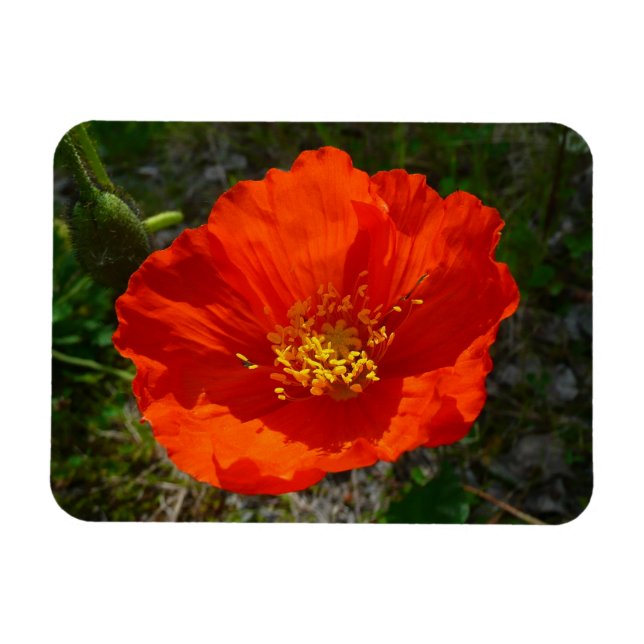 Alaskan Red Poppy Colorful Flower Magnet (Horizontal)