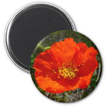 Alaskan Red Poppy Colorful Flower Magnet by mlewallpapers at Zazzle