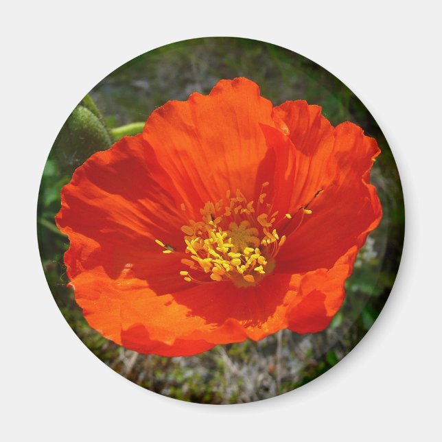 Alaskan Red Poppy Colorful Flower Magnet (Front)