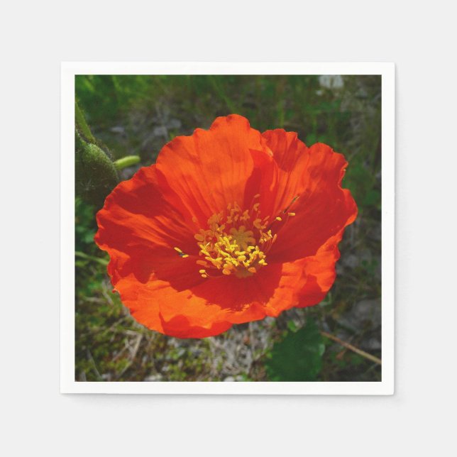 Alaskan Red Poppy Colorful Flower Paper Napkins (Front)