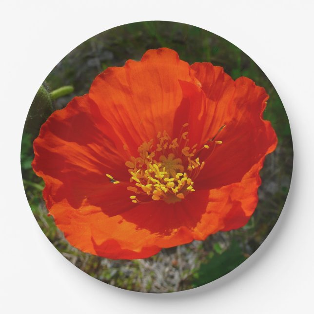 Alaskan Red Poppy Colorful Flower Paper Plates (Front)