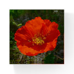 Alaskan Red Poppy Colorful Flower Paperweight