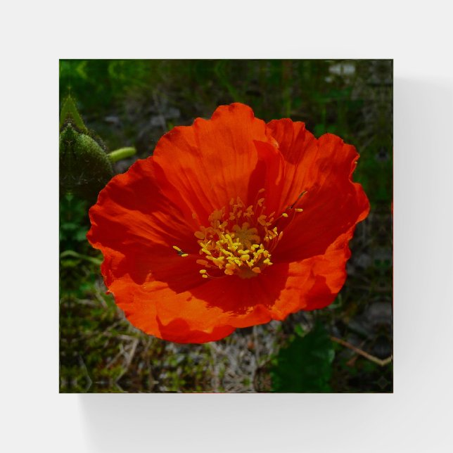 Alaskan Red Poppy Colorful Flower Paperweight (Front)