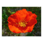 Alaskan Red Poppy Colorful Flower Photo Print
