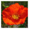 Alaskan Red Poppy Colorful Flower