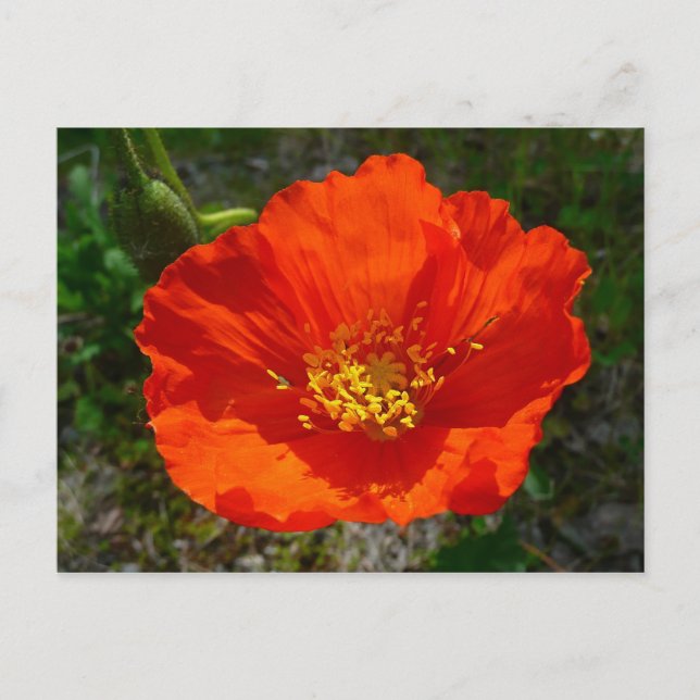 Alaskan Red Poppy Colorful Flower Postcard (Front)
