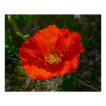 Alaskan Red Poppy Colorful Flower Poster