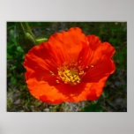 Alaskan Red Poppy Colorful Flower Poster