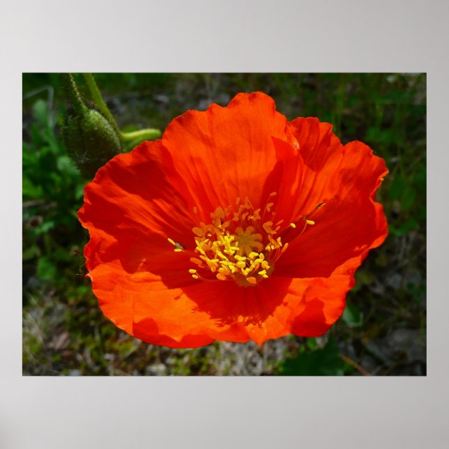 Alaskan Red Poppy Colorful Flower Poster (Front)