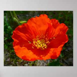 Alaskan Red Poppy Colorful Flower Poster