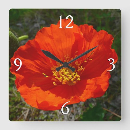 Alaskan Red Poppy Colorful Flower Square Wall Clock