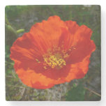 Alaskan Red Poppy Colorful Flower Stone Coaster