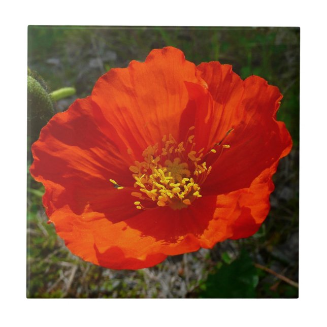 Alaskan Red Poppy Colorful Flower Tile (Front)
