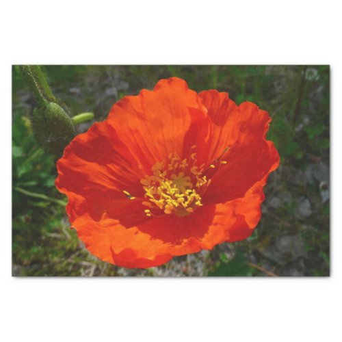 Alaskan Red Poppy Colorful Flower Tissue Paper