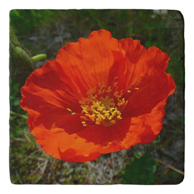 Alaskan Red Poppy Colorful Flower Trivet (Front)