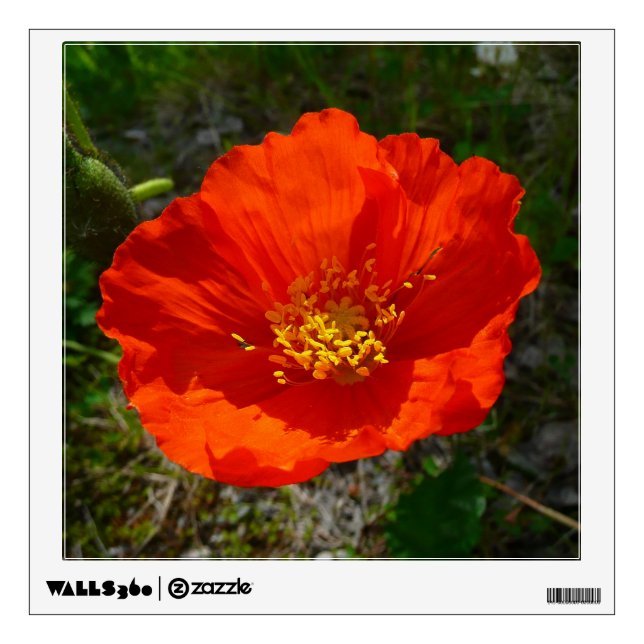 Alaskan Red Poppy Colorful Flower Wall Decal (Front)