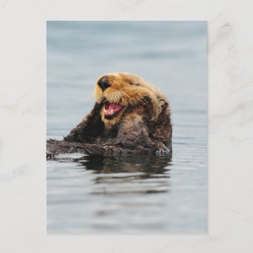 Alaskan Sea Otter Postcard