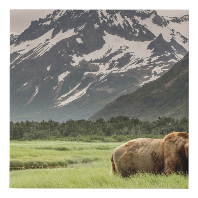 Alaskan shores, grizzly bear faux canvas print (Front)