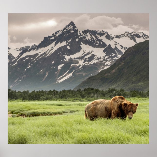 Alaskan shores, grizzly bear poster (Front)