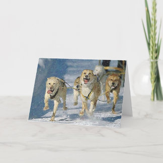Alaskan Sled Dog Blank Greeting Card