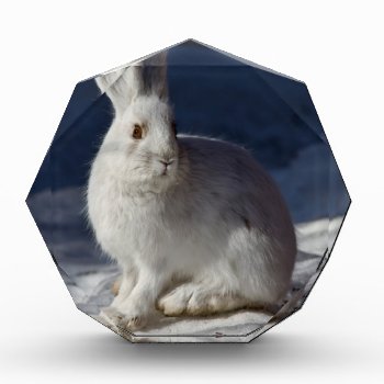 Alaskan Snowshoe Hare Acrylic Award by ErinsCreations at Zazzle